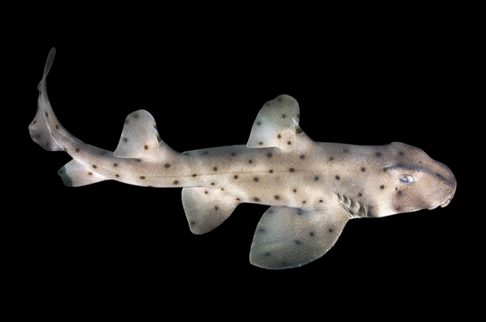 Horn Shark