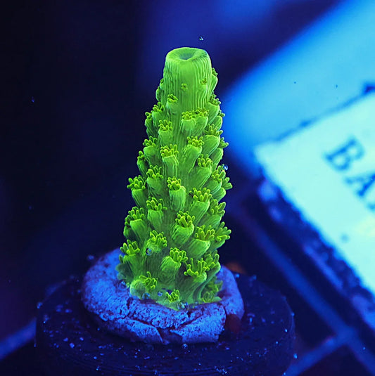 Acropora yongei
