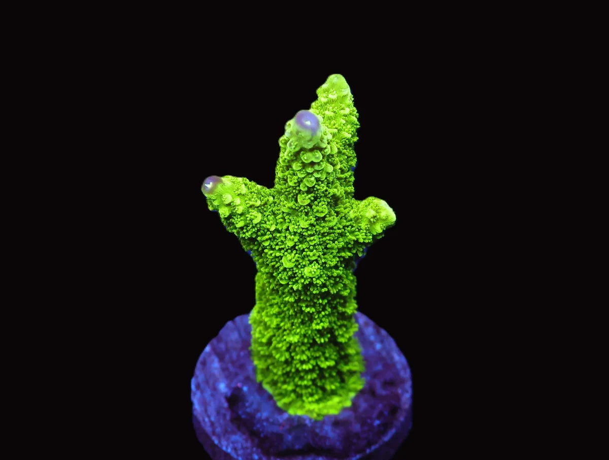 Acropora yongei