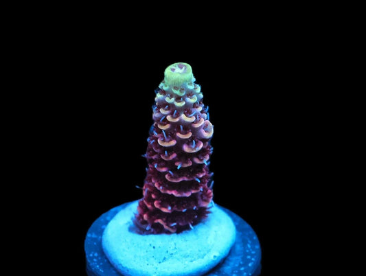 Acropora sp