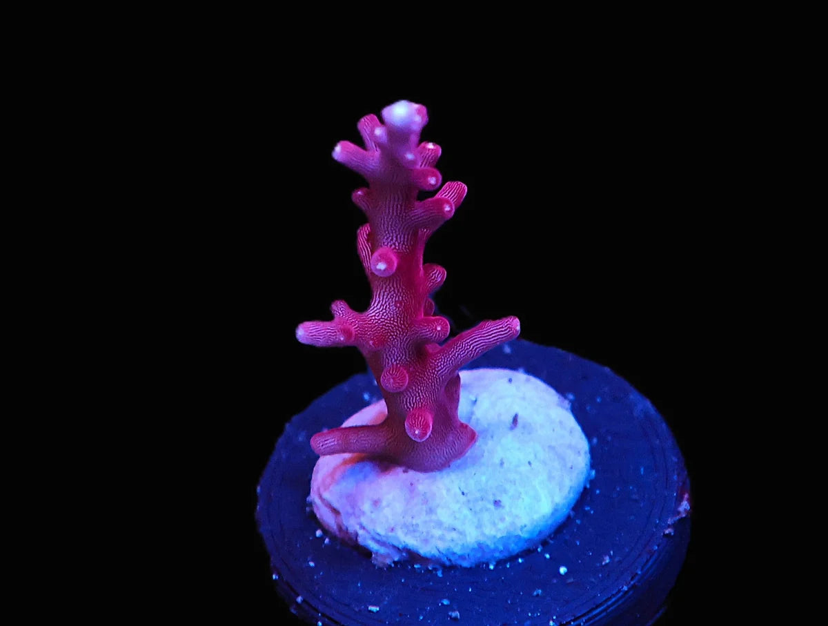 Acropora carduus