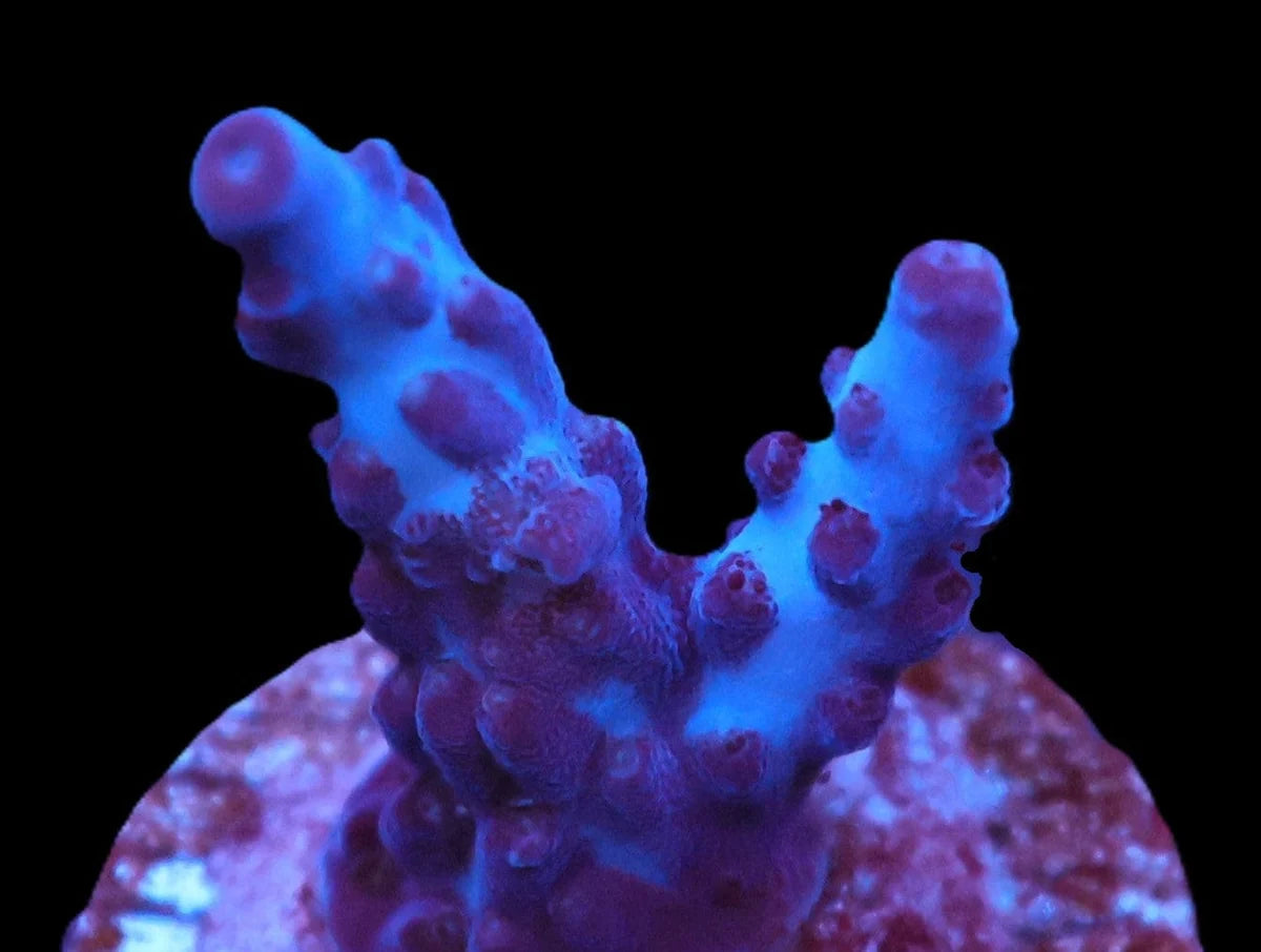 Acropora sp