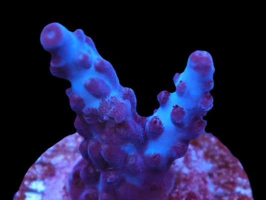 Acropora sp