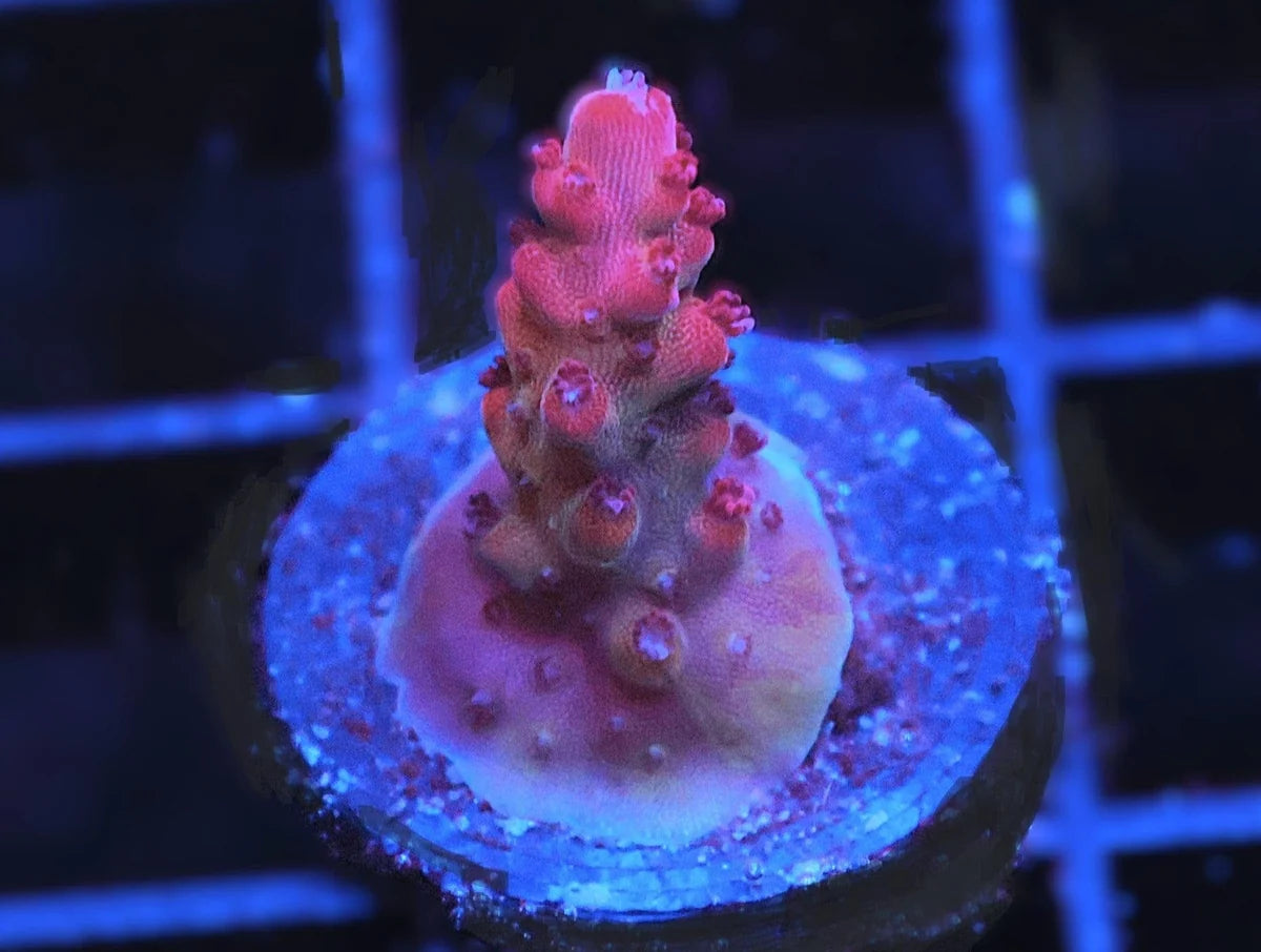 Acropora sp