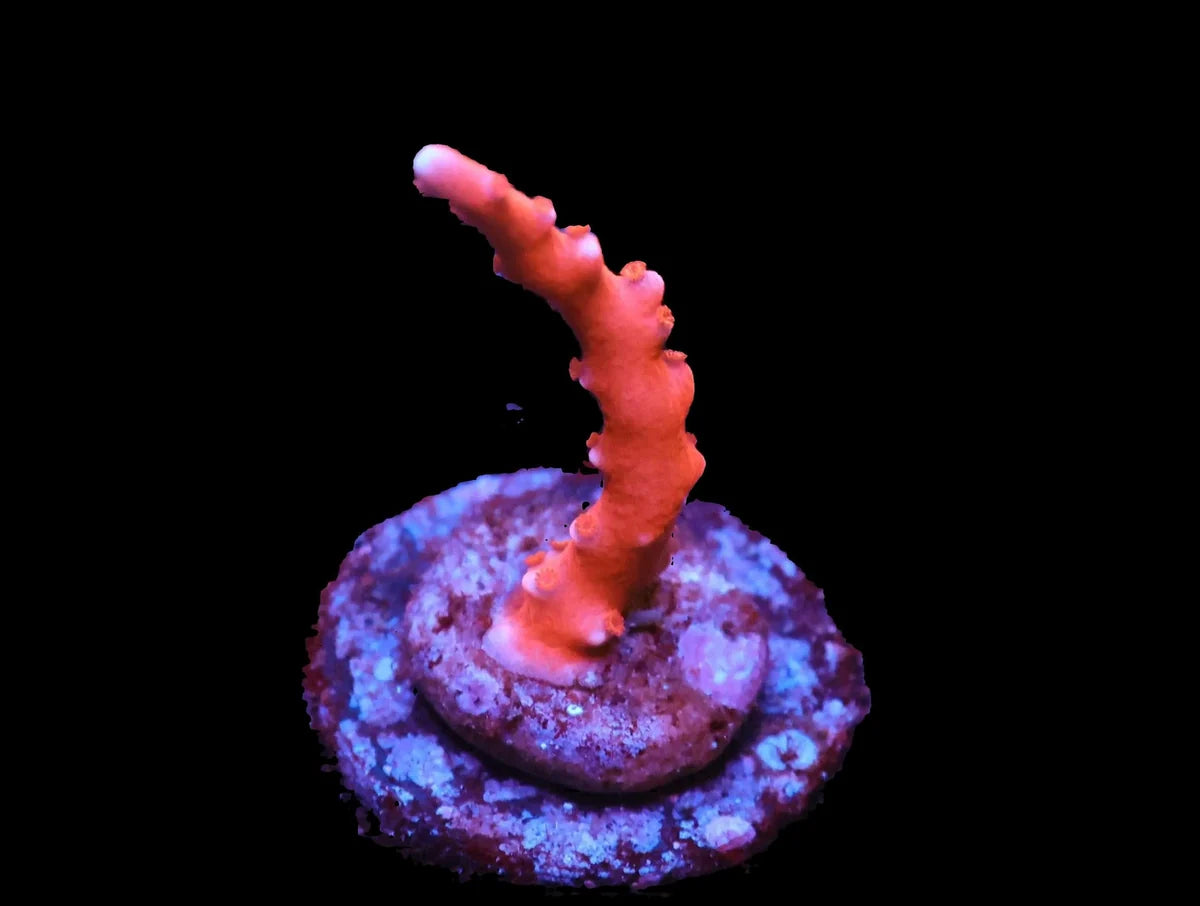 Red TNT Anacropora