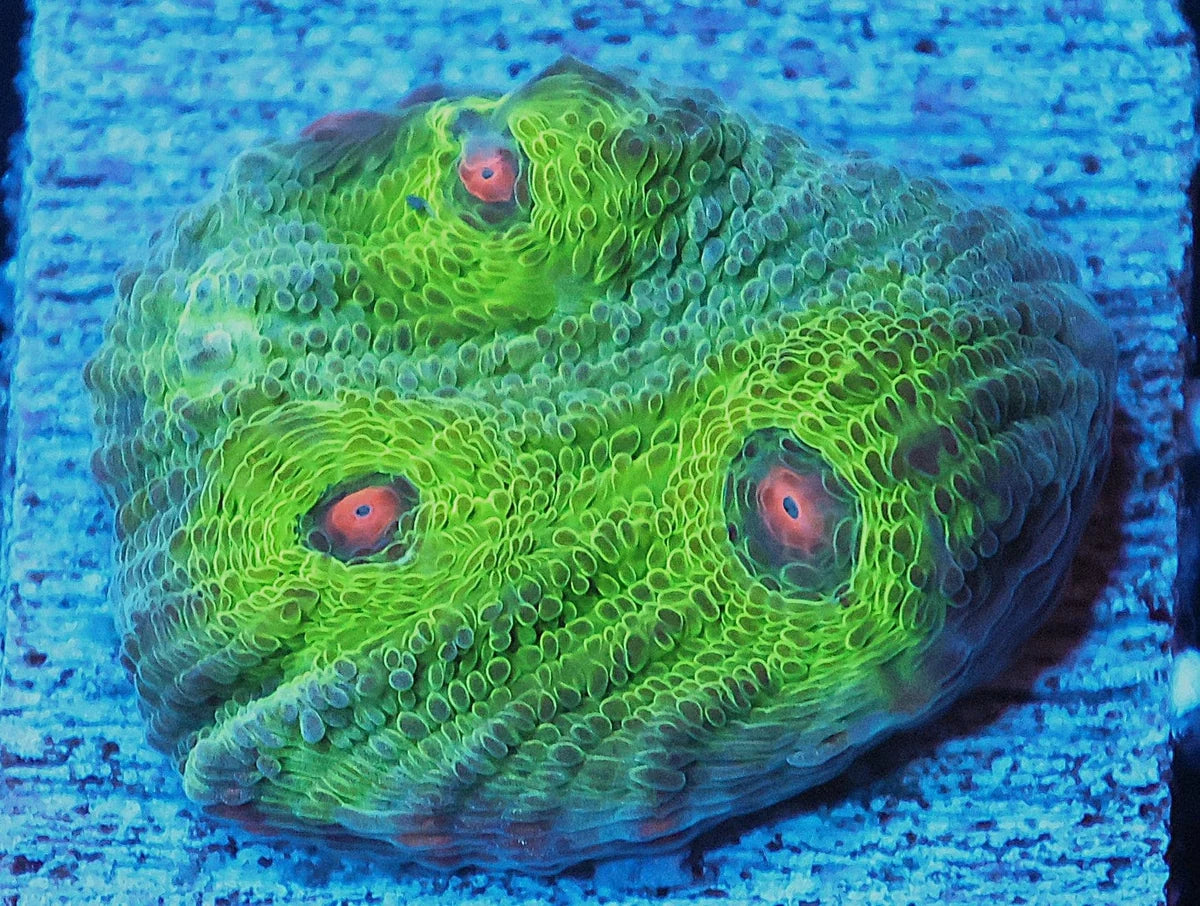 Echinophyllia sp.