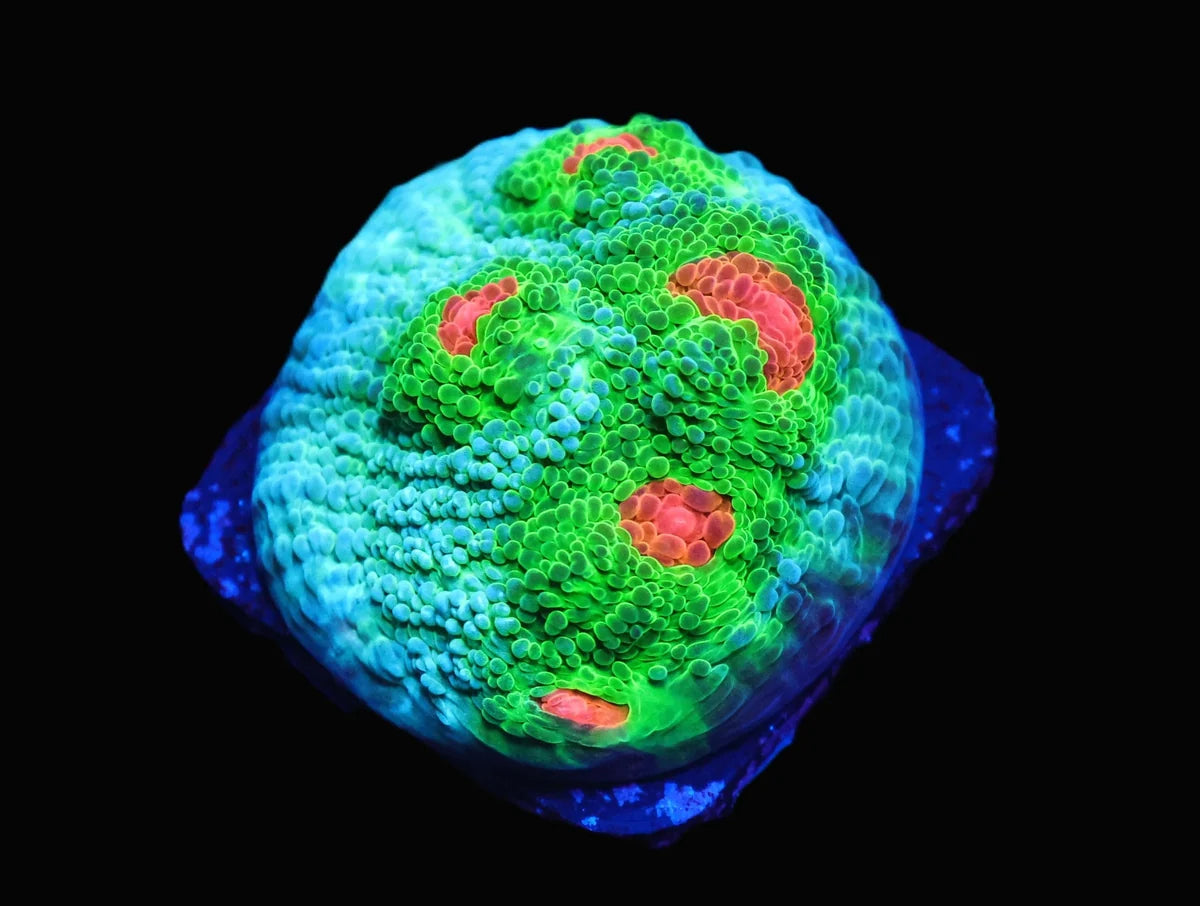 Echinophyllia sp