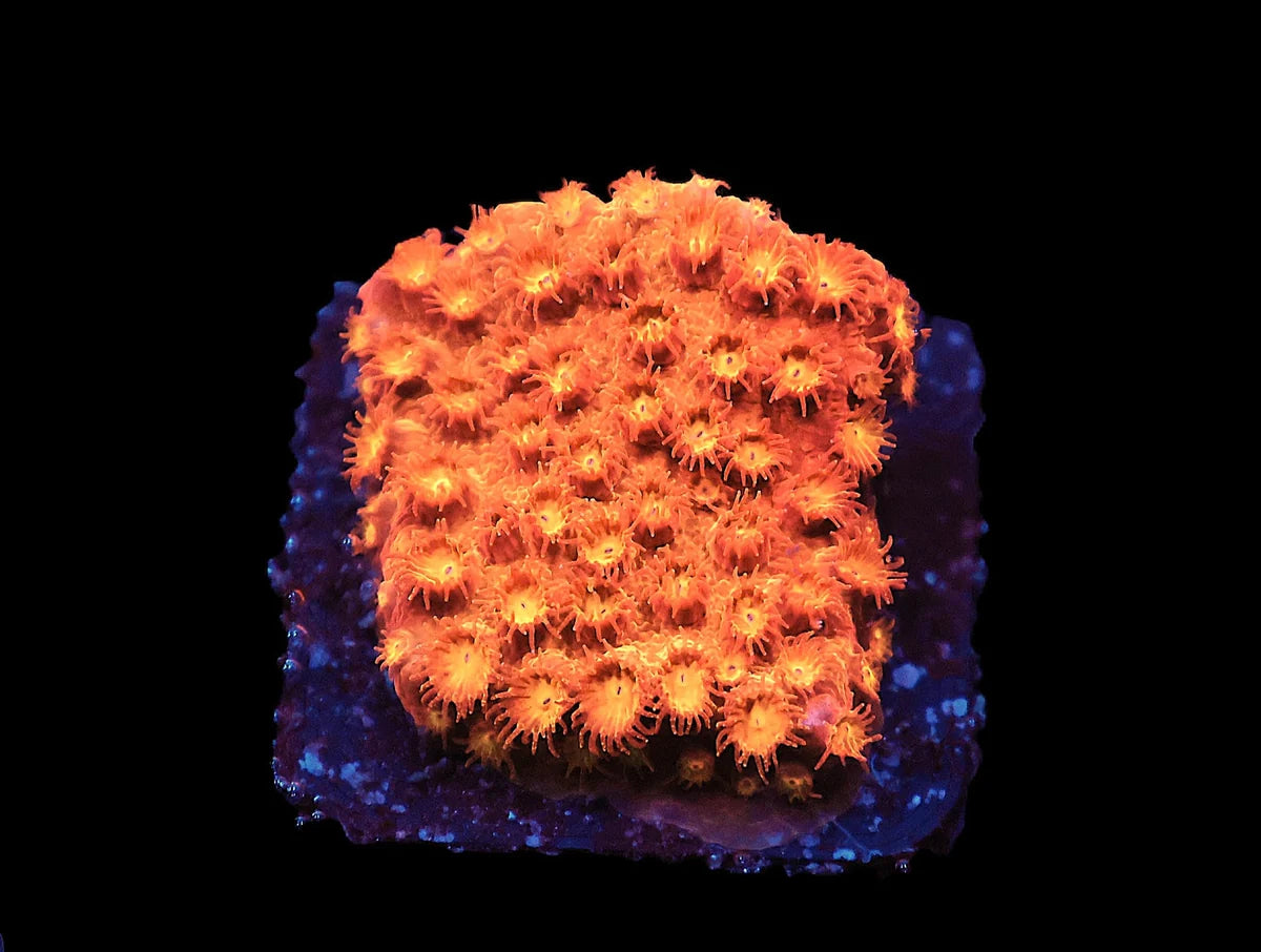 Cyphastrea sp
