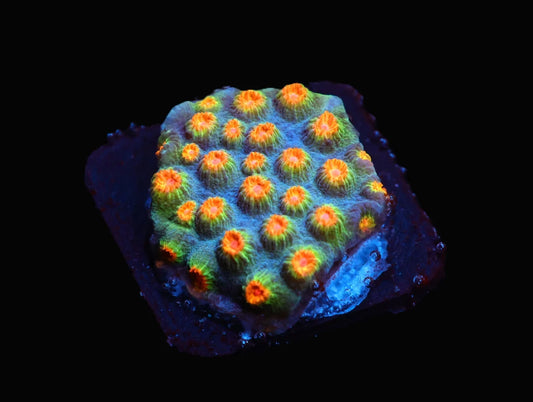 Cyphastrea sp