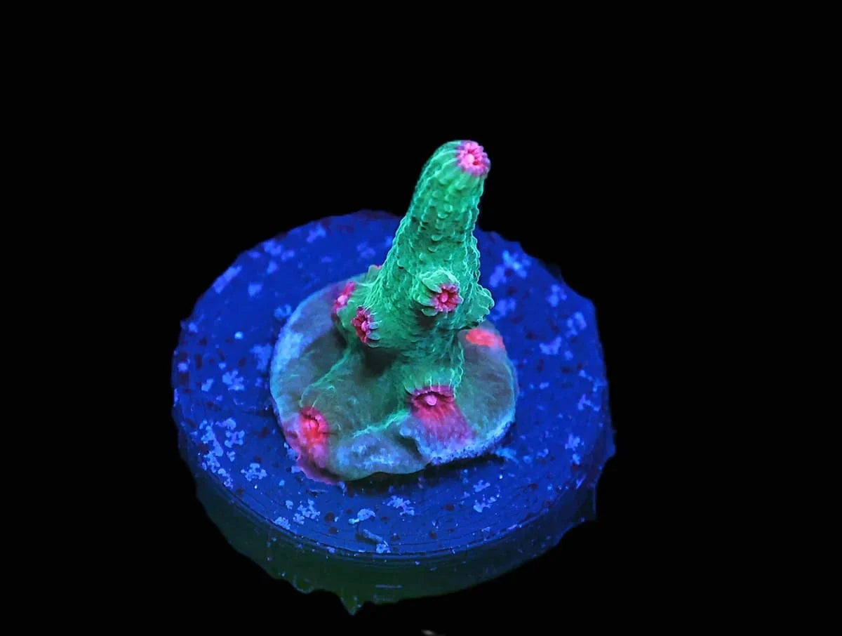 Cyphastrea sp