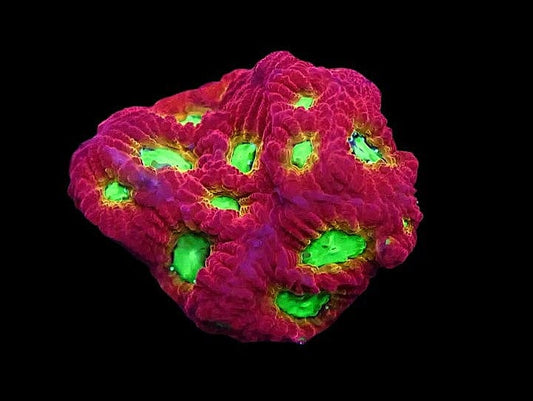 Jelly Bean Favites sp