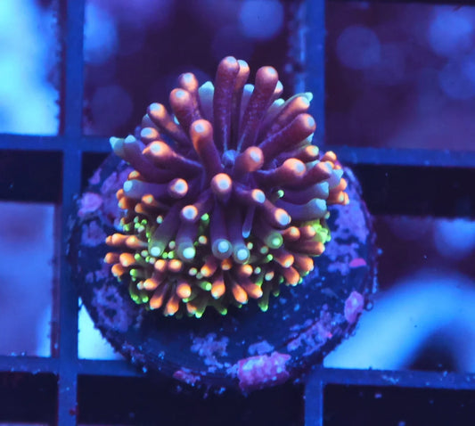 Galaxea sp