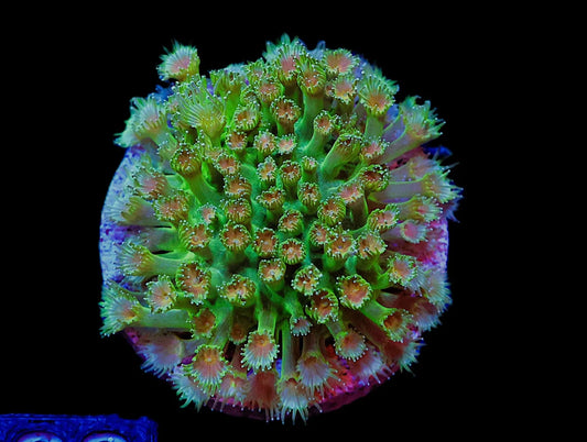 Bernardpora sp