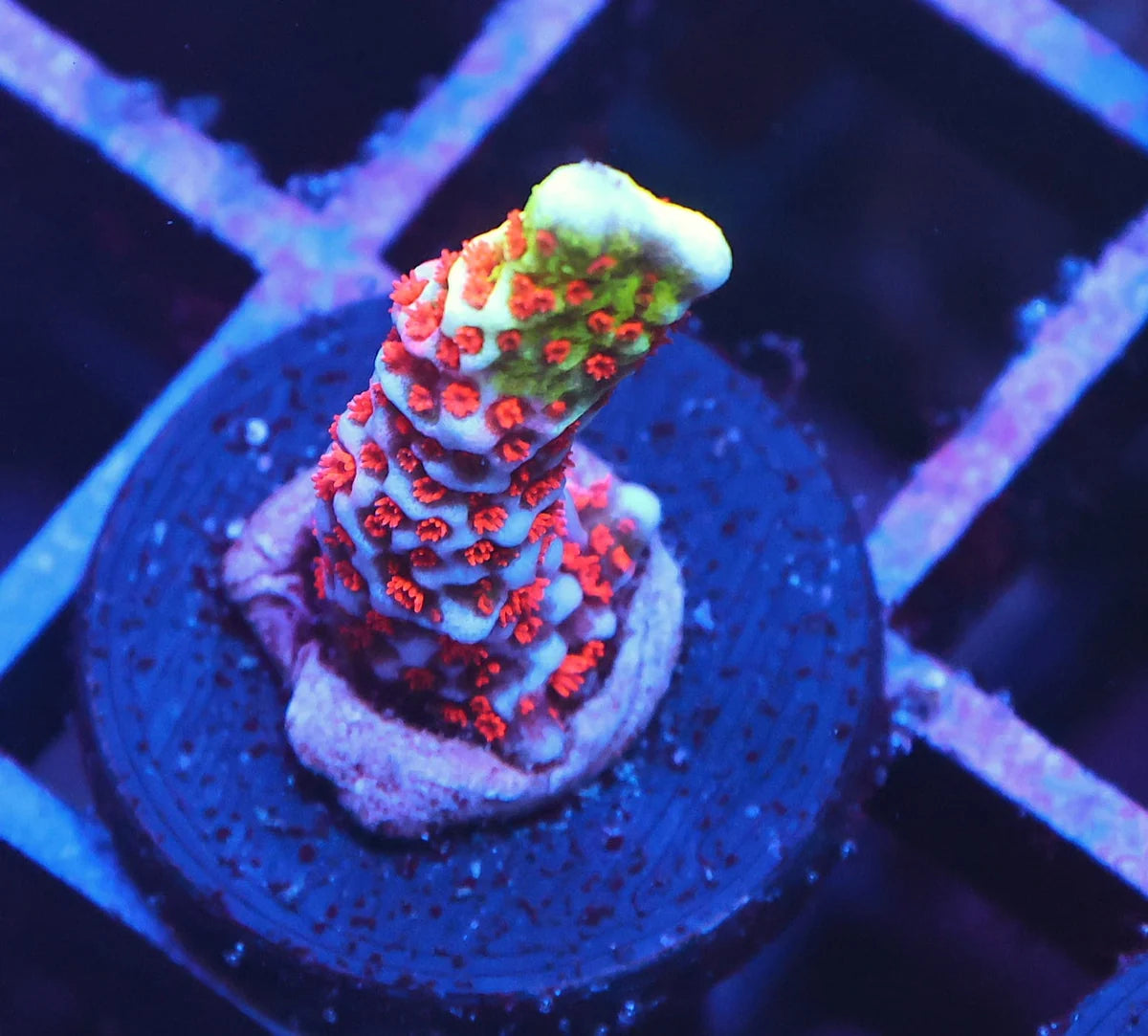 Montipora digitata