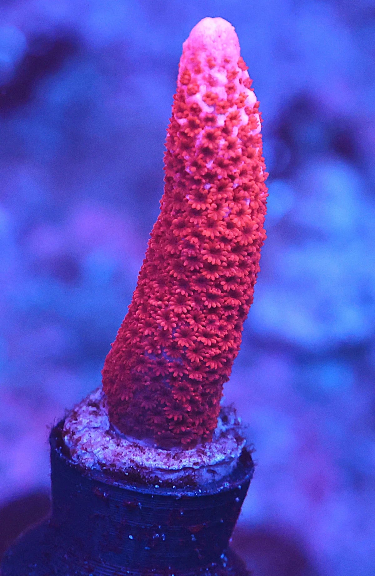 Montipora digitata