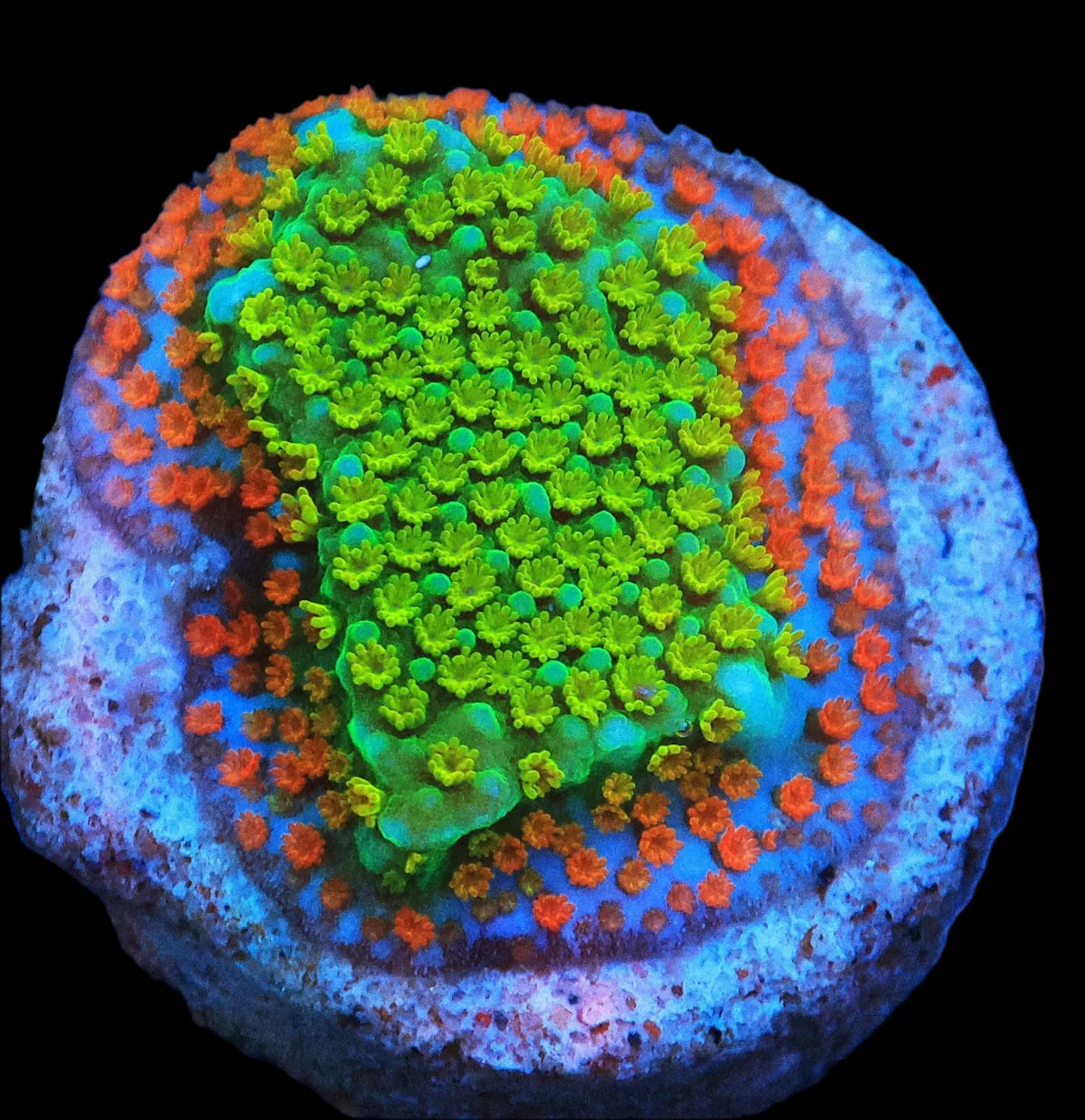Montipora sp