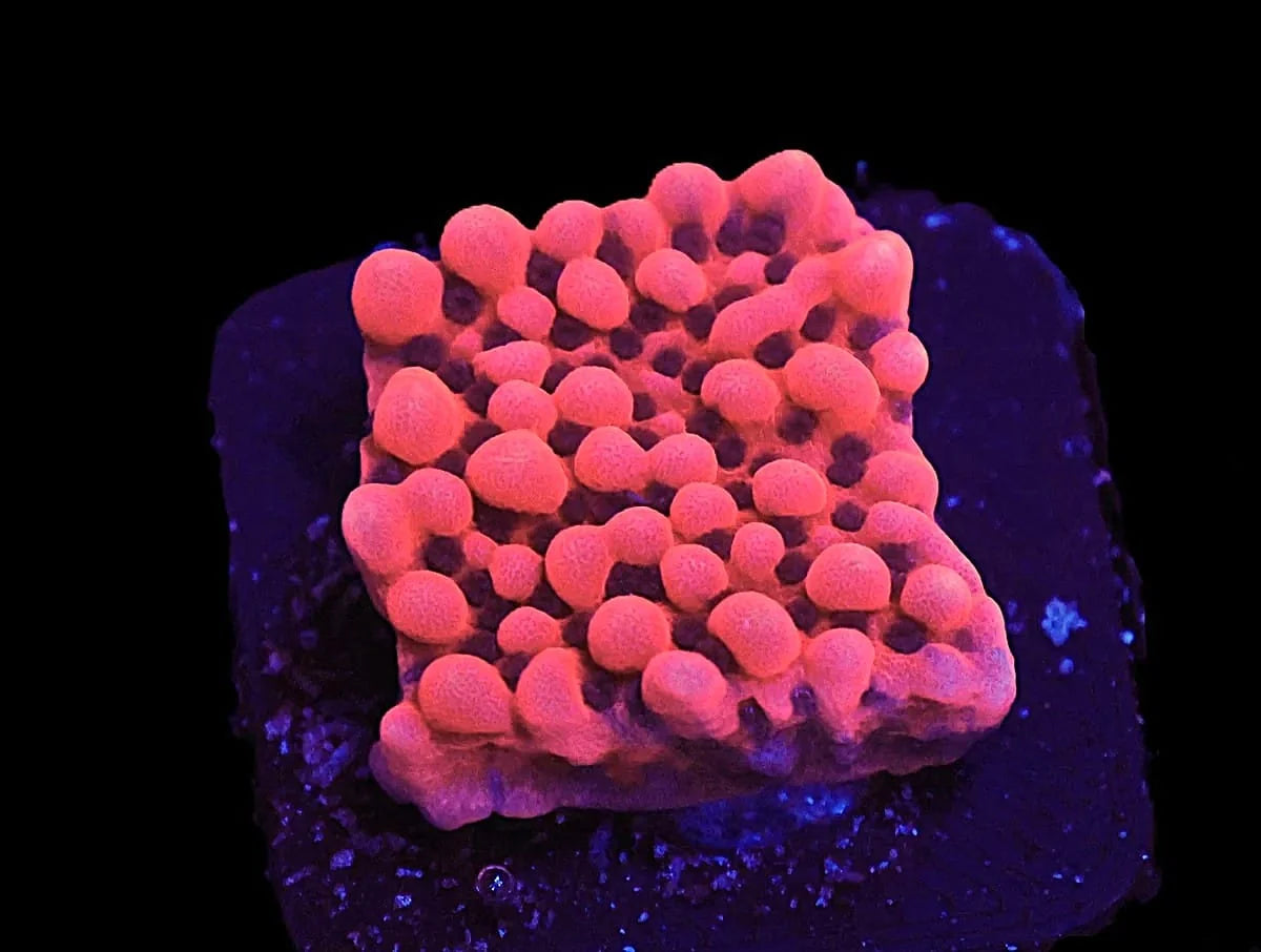 Lava lamp Montipora sp