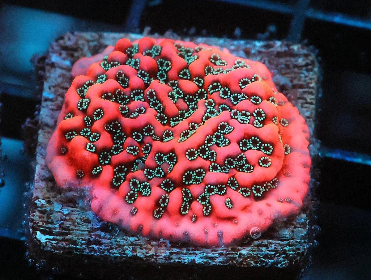 Montipora sp