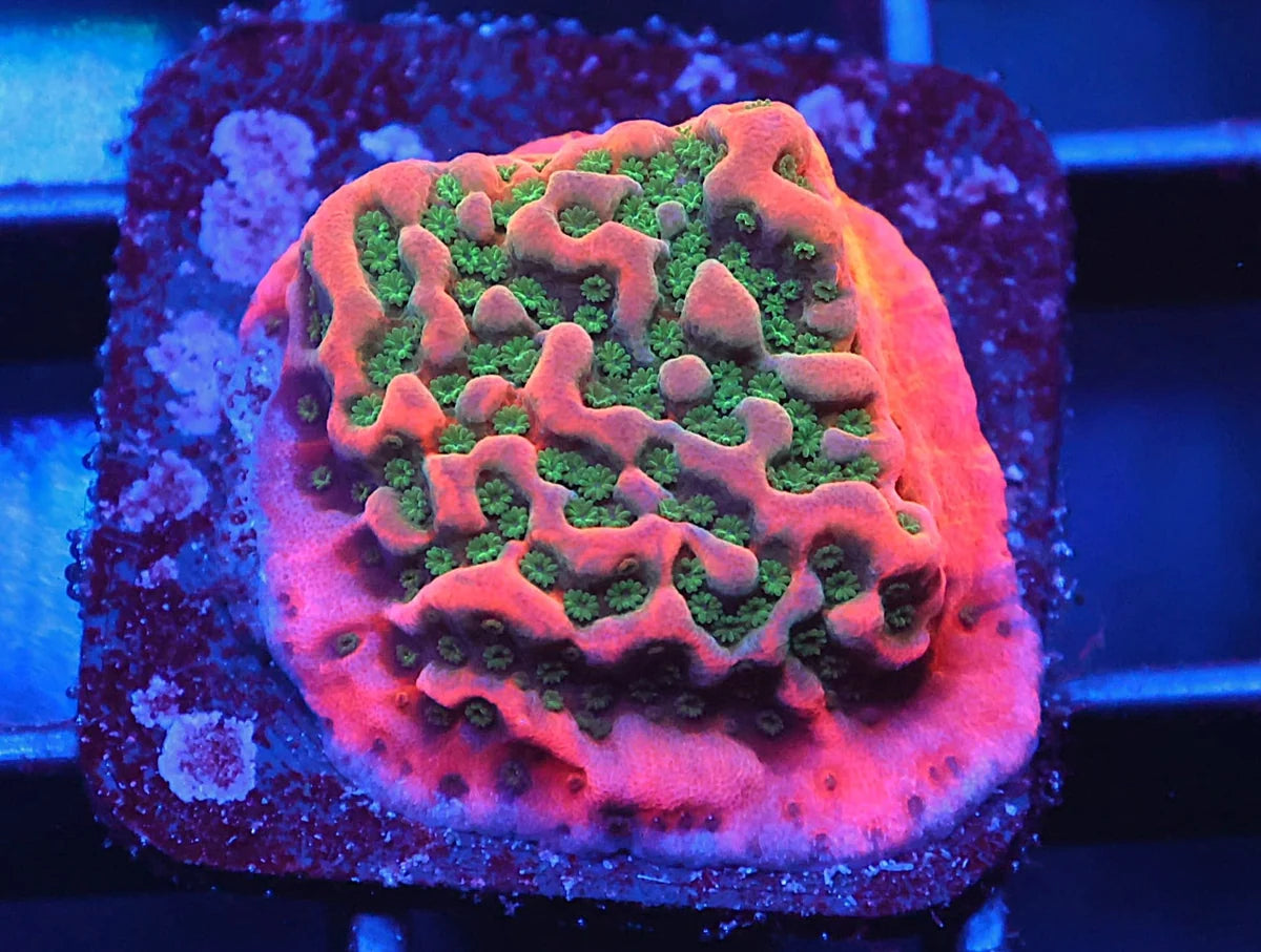 Montipora sp.