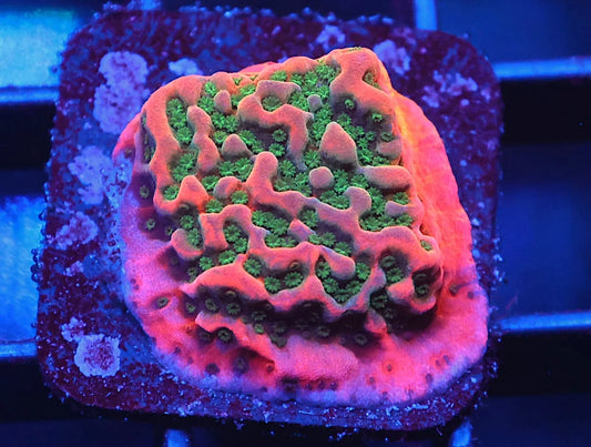 Montipora sp.