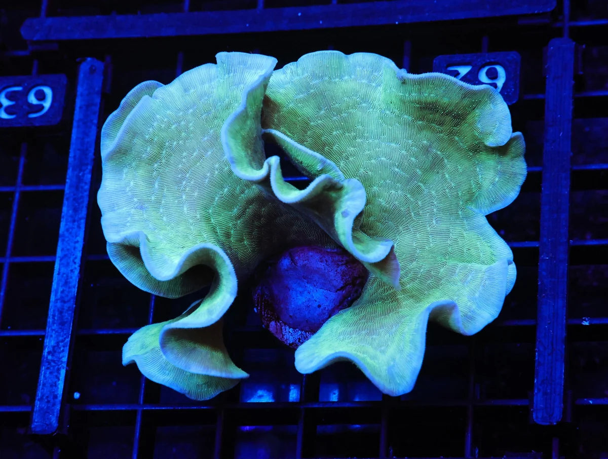 Pavona sp.