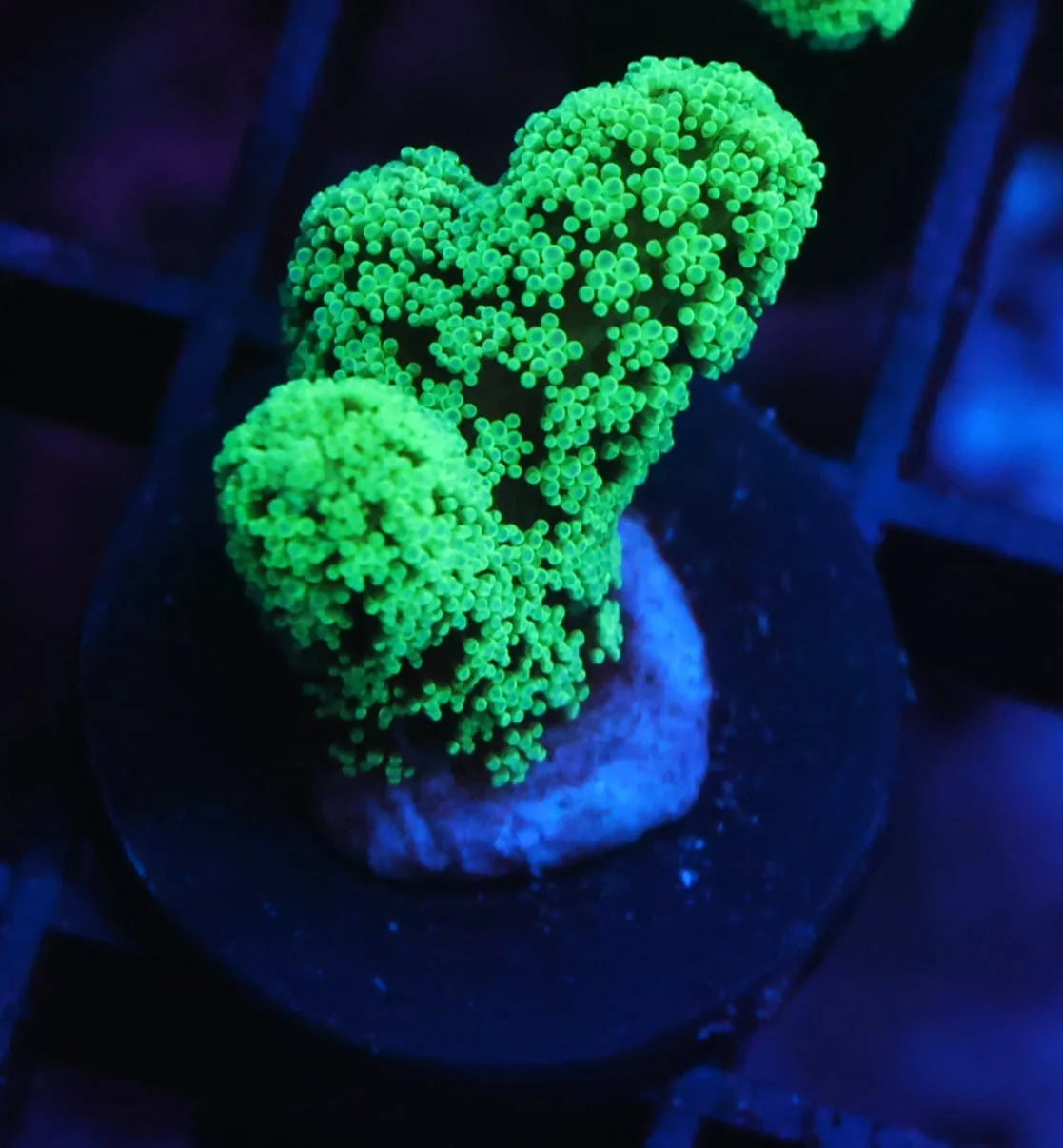 Seritopora sp.