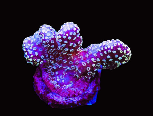 Stylophora sp