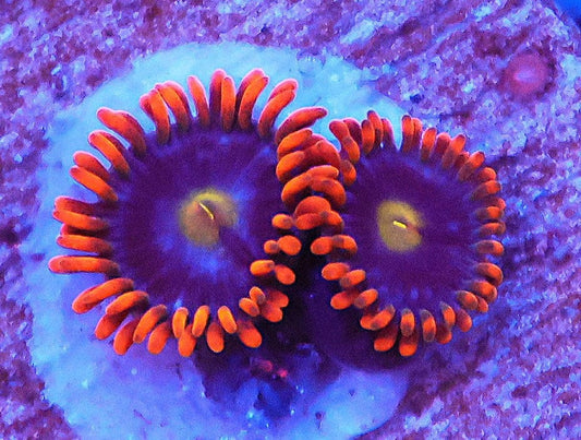 Zoanthid sp