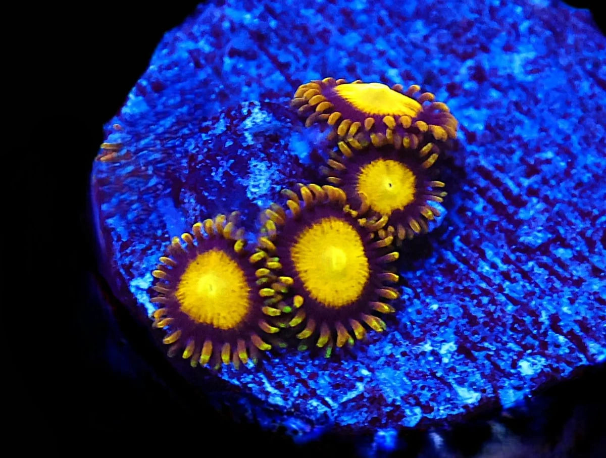 Zoanthid sp