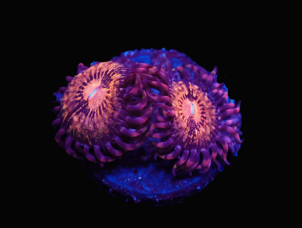 Zoanthid sp