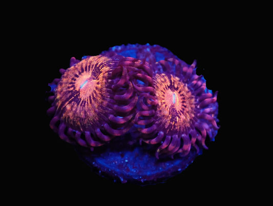 Zoanthid sp