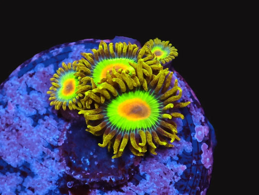 Zoanthid sp