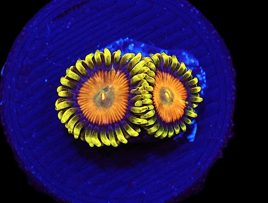 Zoanthid sp