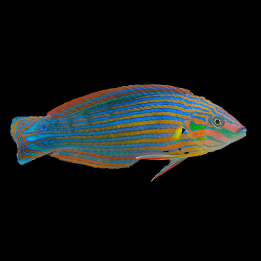 Melanurus Wrasse