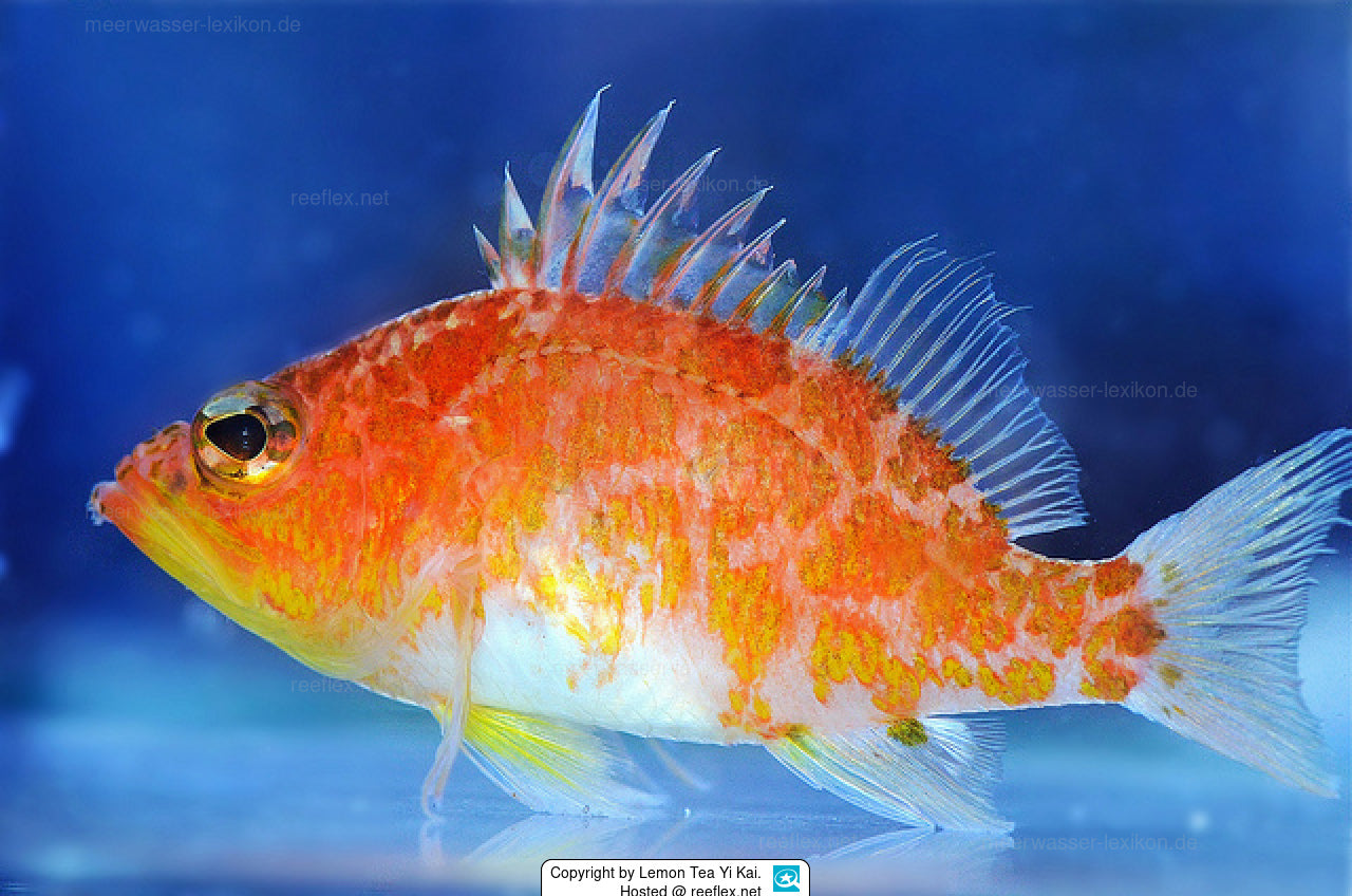 Sagamienis Hawkfish