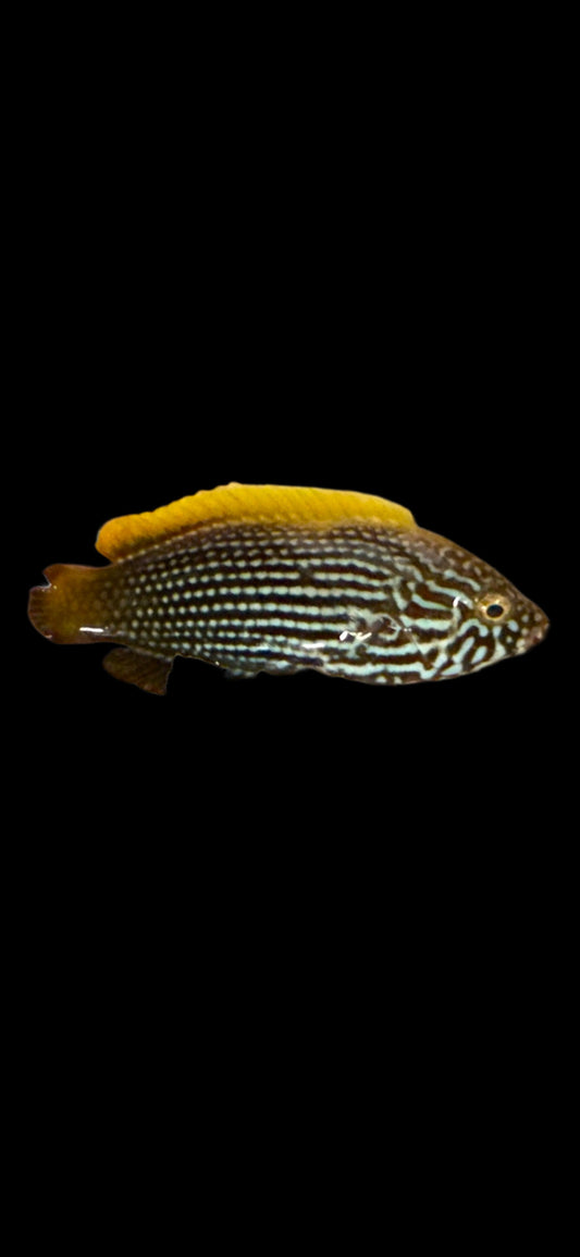 LENARDI WRASSE - JUV - 2 INCHES