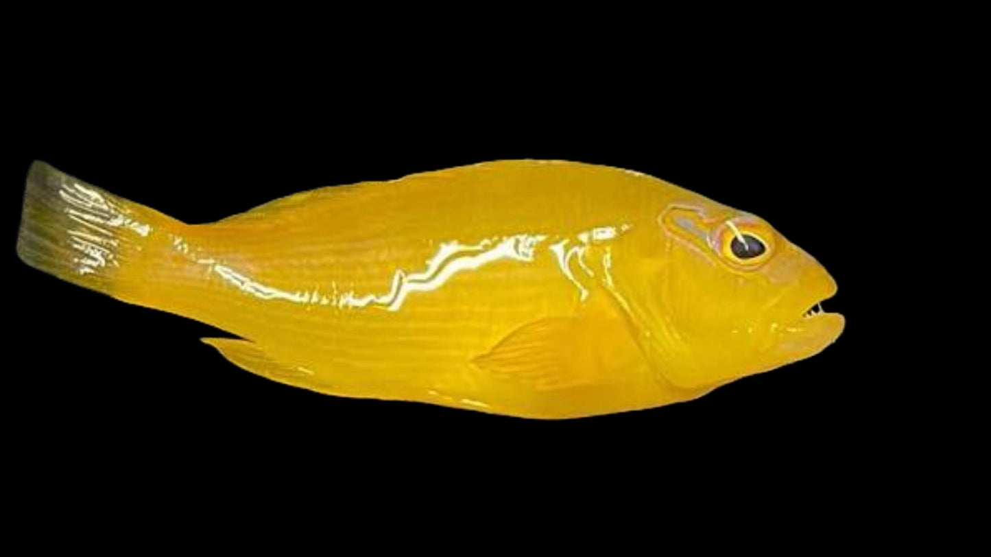 TAHITIAN GOLDEN HAWKFISH - 4 INCHES