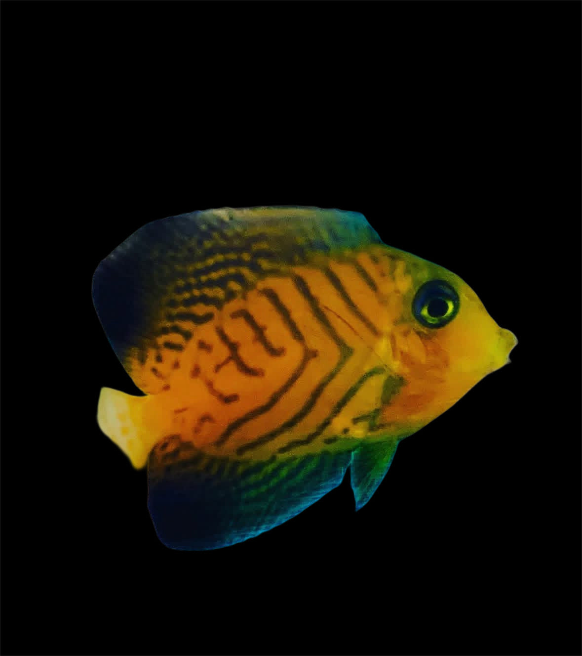 CHEVRON TANG - JUV - 2.5 INCHES