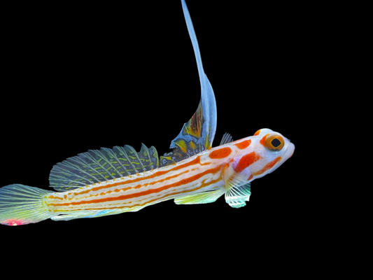 Yasha Shrimp Goby