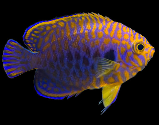 Captive Bred Potter's Angelfish