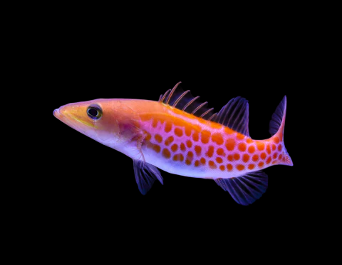 Dr. Seuss Fish