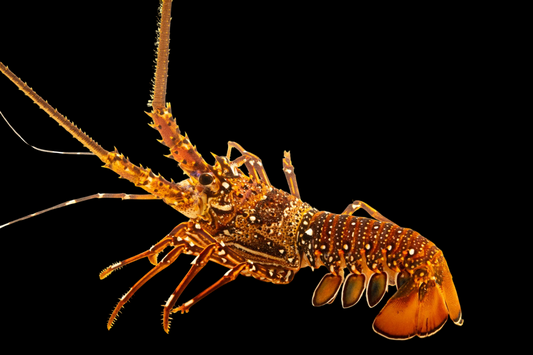 Longlegged Spiny Lobster