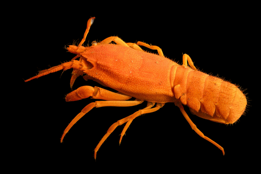 Orange Furry