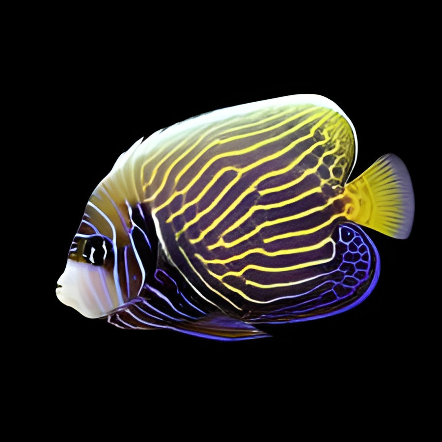 Imperator Angelfish, Sub-Adult