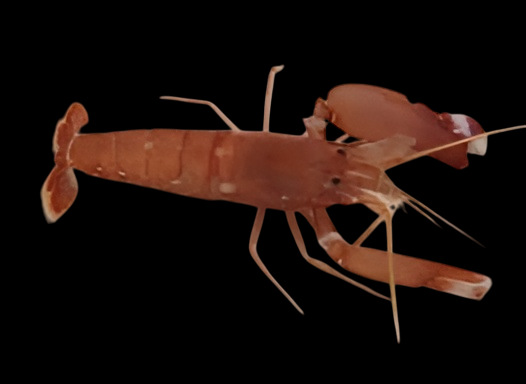 Japanese Pistol Shrimp