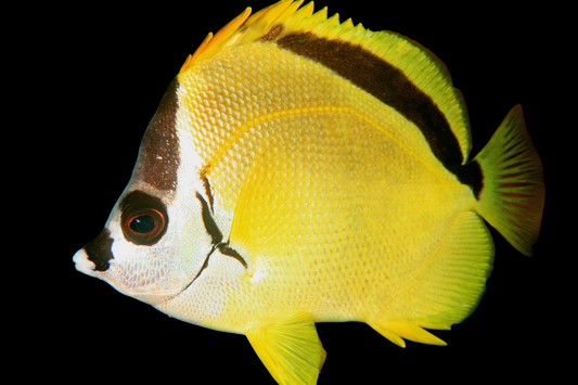 Blacknosed Butterflyfish