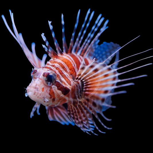 Mombasae Lionfish