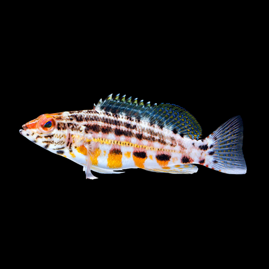 Lantern Basslet