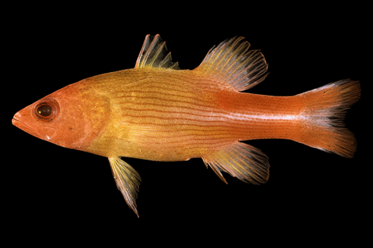 Multilineatum Reef Basslet