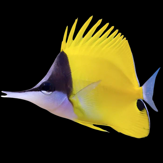 "Leucistic Phase" Longnose Butterflyfish